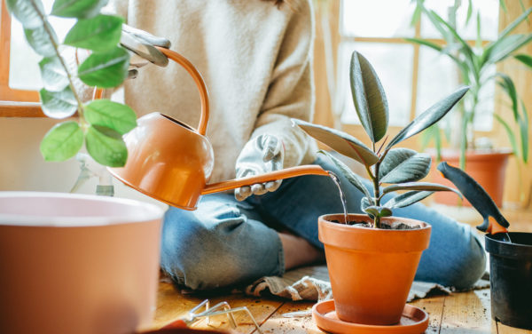 indoor plants